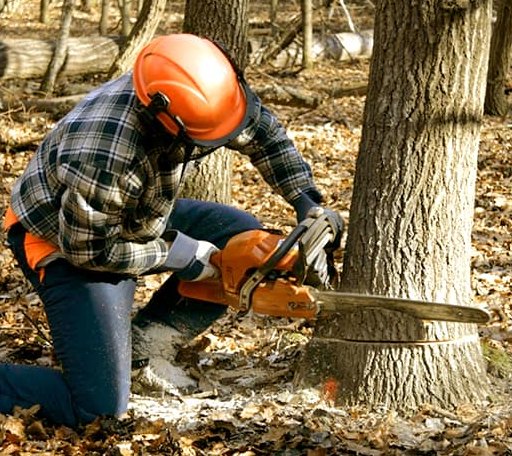 Tree Removal in Platina, CA